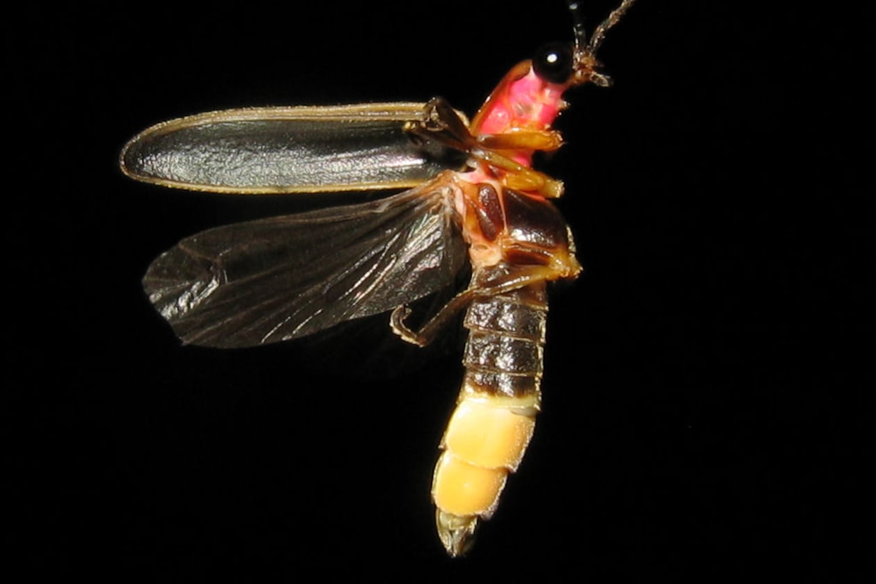 The common eastern firefly (Photinus pyralis) is Georgia's most common "lightning bug" whose tiny, blinking lights can be seen in June and July. (Photo: art farmer/Creative Commons Attribution-Share Alike 2.0 Generic)