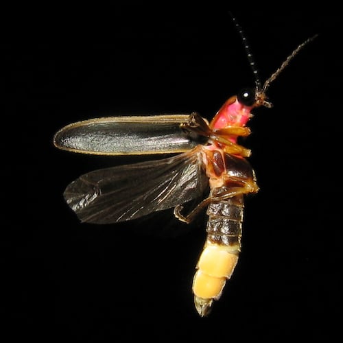 The common eastern firefly (Photinus pyralis) is Georgia's most common "lightning bug" whose tiny, blinking lights can be seen in June and July. (Photo: art farmer/Creative Commons Attribution-Share Alike 2.0 Generic)