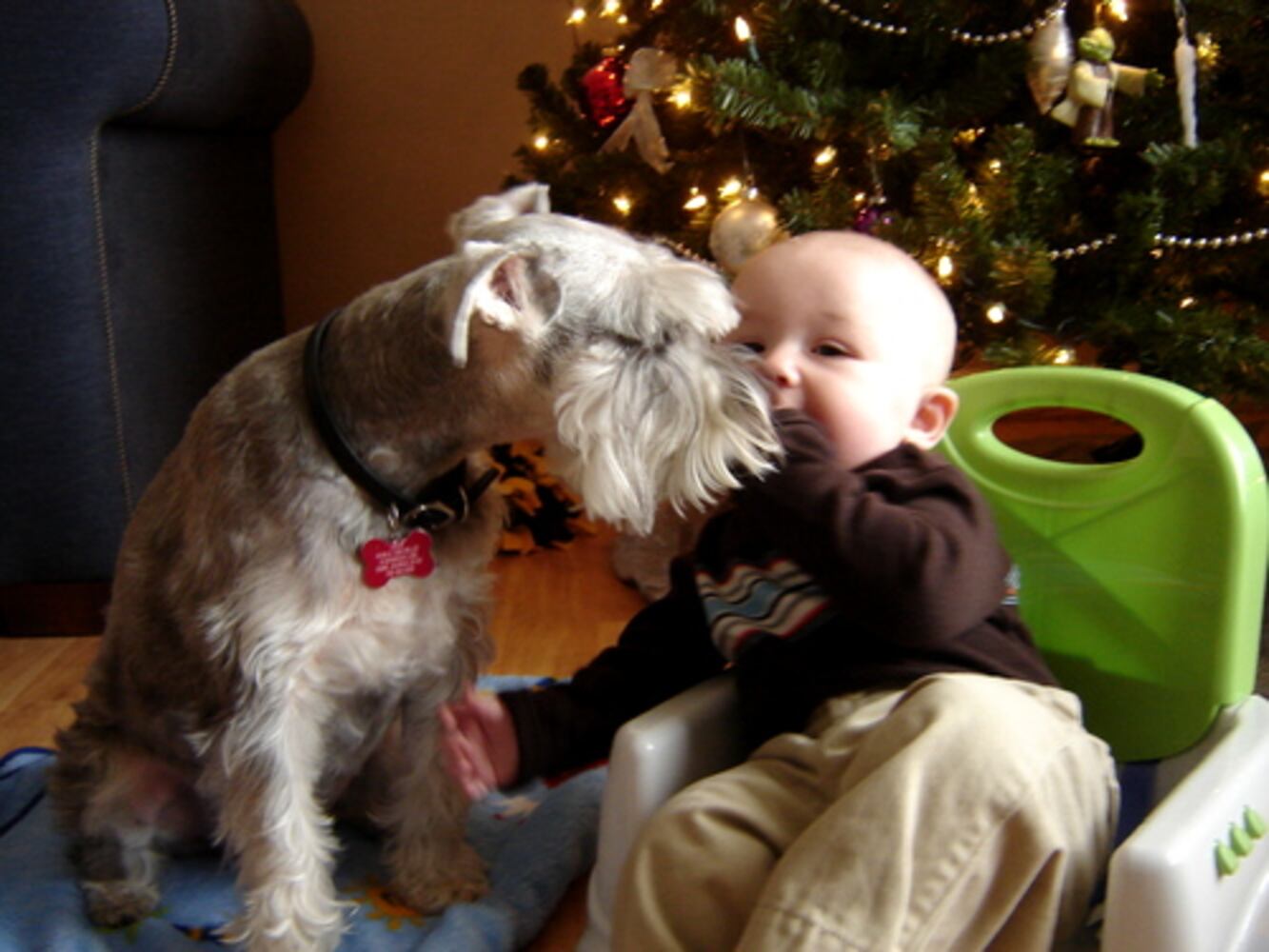 Atlanta's Top Dogs: 8. Schnauzers