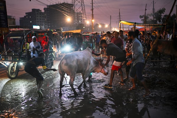 Customers tackle a cow they purchased for sacrifice at the Hazaribagh cattle market ahead of Eid al-Adha in Dhaka, Bangladesh, on Thursday, June 5, 2025. (AP Photo/Mahmud Hossain Opu)