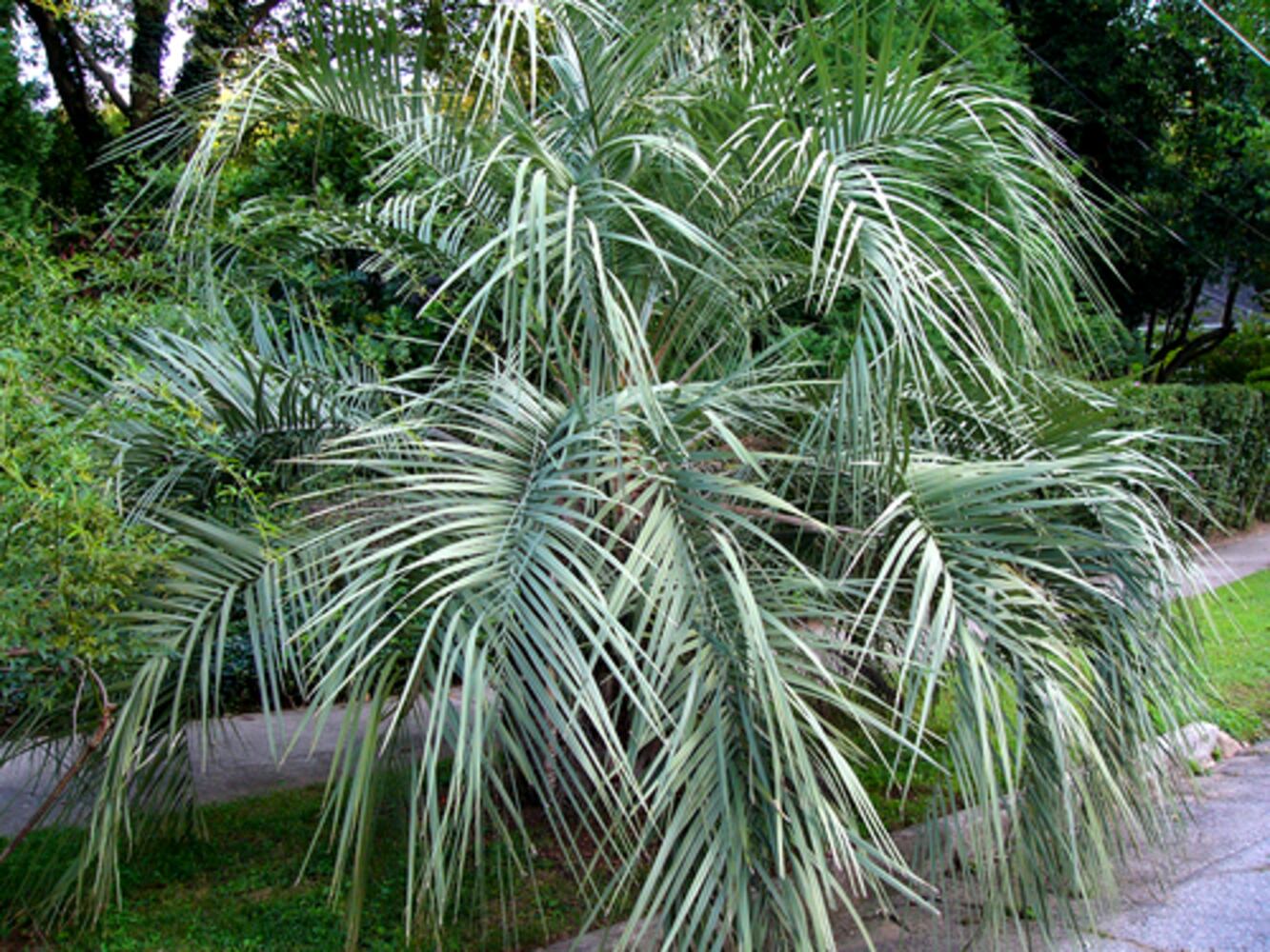 Palms for metro Atlanta gardens