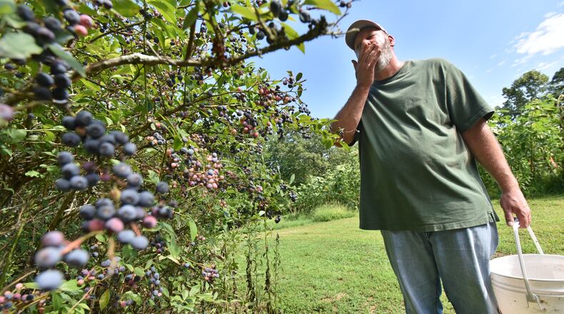 July 19, 2016 Jasper - Brian Maloof pops the blueberries into his mouth as he harvests fruits and vegetables at his farm in Jasper on Tuesday, July 19, 2016. Brian Maloof carries the legacy of his famous politico father, Manuel, somewhat heavily and quietly. An EMT who saved dozens of lives over the years, Maloof had witnessed a spate of pediatric deaths and was ready for a career change when his father asked him to take over the family business, Manuel's Tavern, in 1999. Maloof bought a nine-acre farm in Jasper, where he cultivates tomatoes, squash, potatoes, green beans and other vegetables that he wants to use in the restaurant kitchen. HYOSUB SHIN / HSHIN@AJC.COM