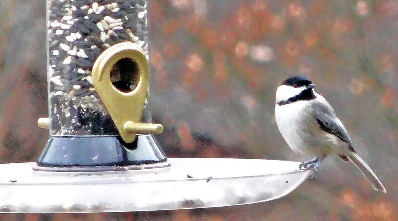 The Carolina chickadee is one of Georgia's most common birds — and one of the birds that all Georgians should know. 
(Charles Seabrook for The Atlanta Journal-Constitution)