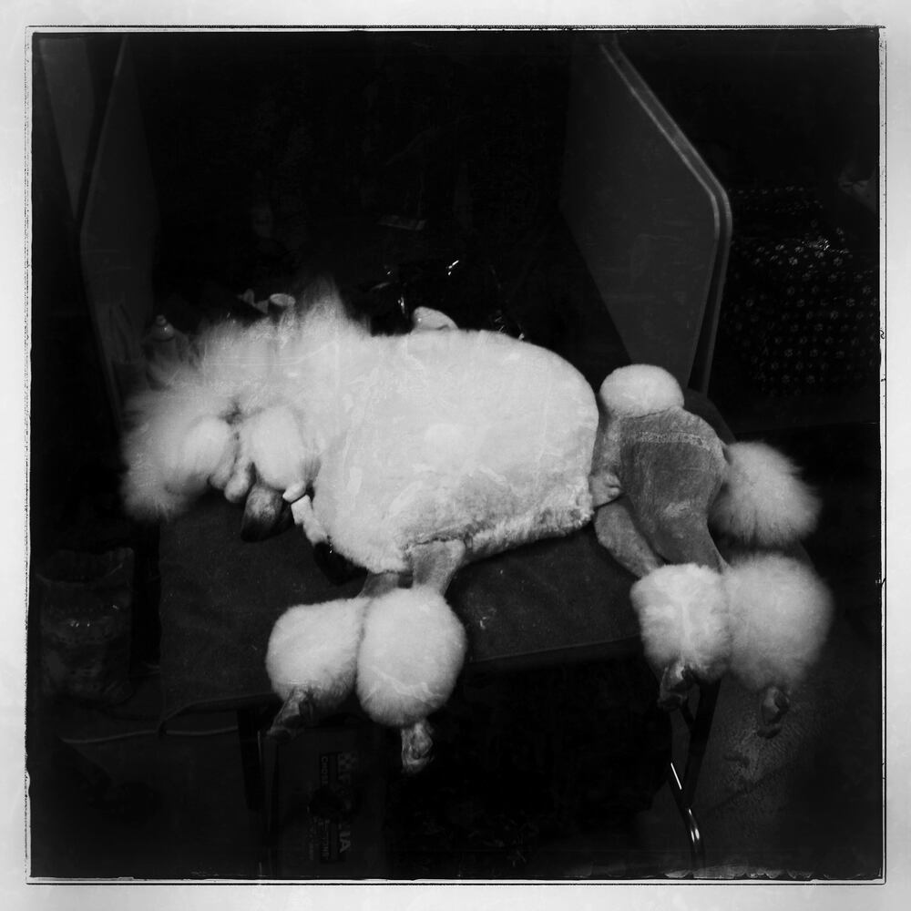 Standard Poodle