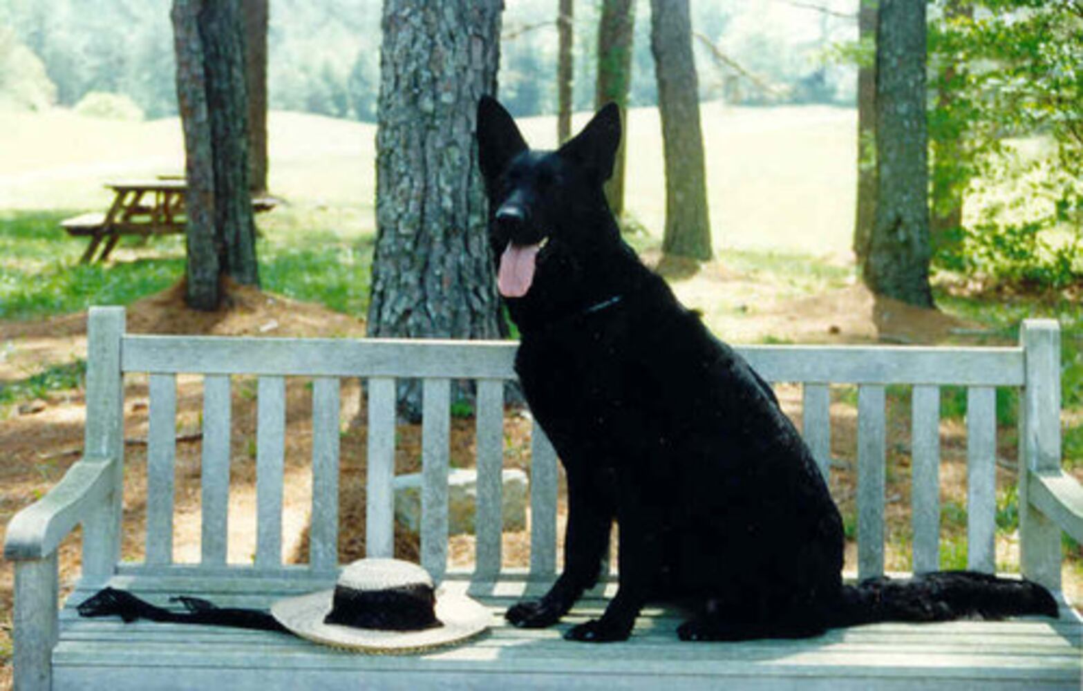 Atlanta's Top Dogs: 3. German Shepherds