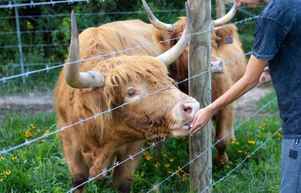 A boy feeds a Highland cow in a green pasture.