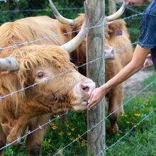 A boy feeds a Highland cow in a green pasture.