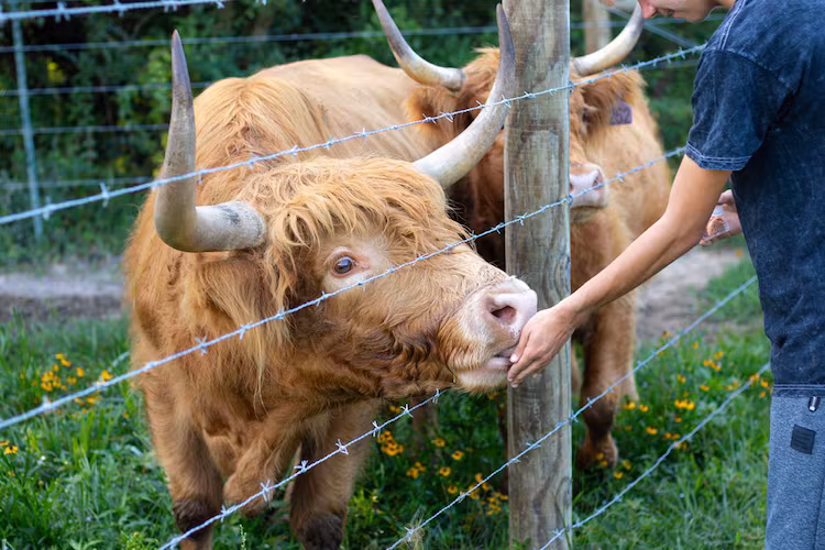 A boy feeds a Highland cow in a green pasture.
