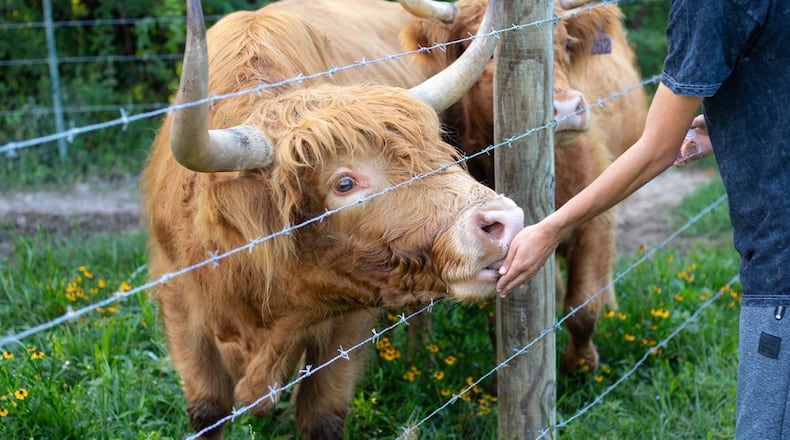 A boy feeds a Highland cow in a green pasture.