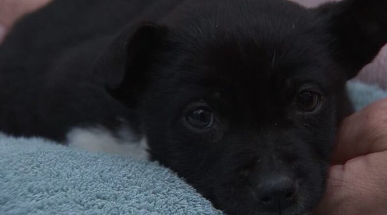 An 8-week-old puppy, nicknamed "Diver," was rescued from a dumpster.