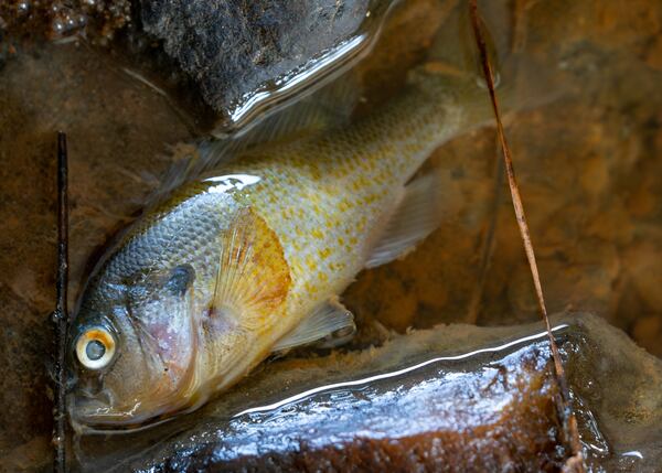 A dead fish is surrounded by oil after a fuel spill into the Flint River from Hartsfield-Jackson Atlanta International Airport. (Ben Hendren for the AJC)