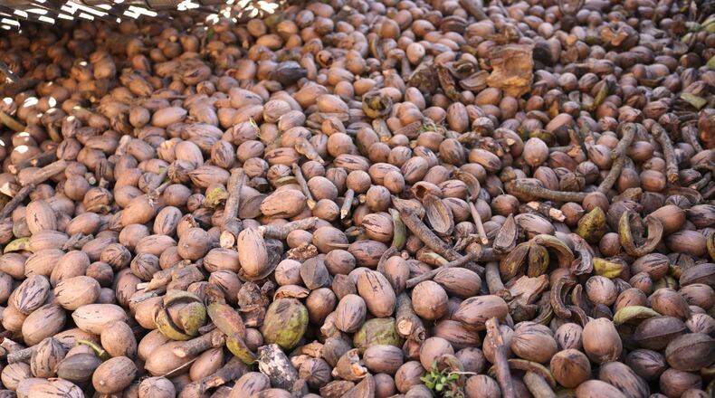 FILE: Georgia is known for pecans, especially since it's the top producer in the U.S. Here, pecans are accumulated in a harvester cart. (Photo Courtesy of Eric Dusenbery for The Atlanta Journal-Constitution)