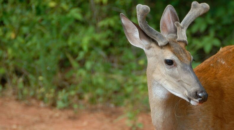 A young white-tailed deer, similar to one that joined swimmers on a Michigan beach, is pictured here.