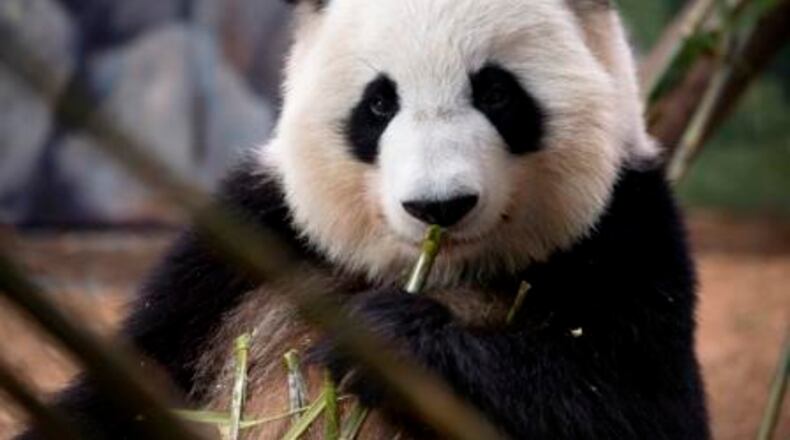 Lun Lun is expecting her 4th cub.