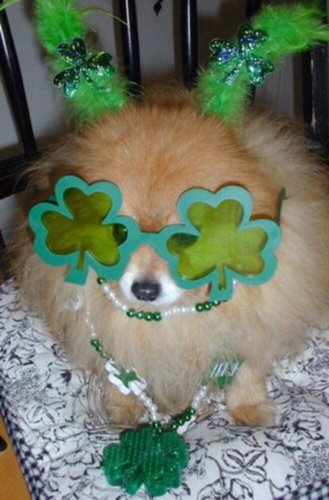 Happy St. PETrick's Day from ajcpets.com!
