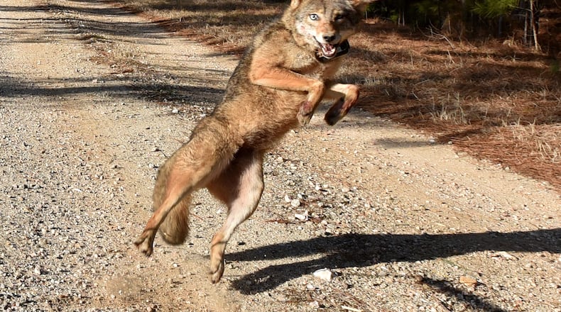 The adorable Georgia coyote with a GPS collar. (HYOSUB SHIN / HSHIN@AJC.COM)