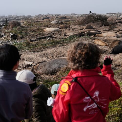 People watch as elephant seals rest on a beach at Año Nuevo State Park, Friday, Jan. 16, 2026, in Pescadero, Calif. (AP Photo/Godofredo A. Vásquez)