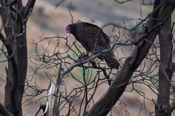 A turkey vulture roosts atop a burned tree at the Chaney Trail Corridor, an area affected by the Eaton Fire, in Altadena, Calif., on Wednesday, April 23, 2025. (AP Photo/Damian Dovarganes)