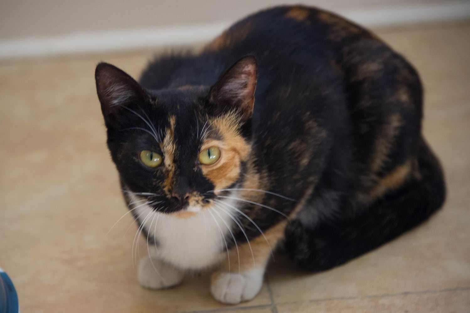 Adoptable Friends from PAWS Atlanta