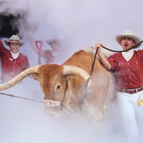 Texas mascot BEVO is lead on to the field before an NCAA college football game between Texas and Ohio State in Austin, Texas, Saturday, Sept. 12, 2026. (AP Photo/Eric Gay)