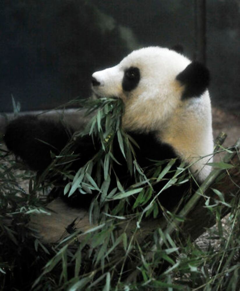 Giant Panda Photos: Birthday party at Zoo Atlanta