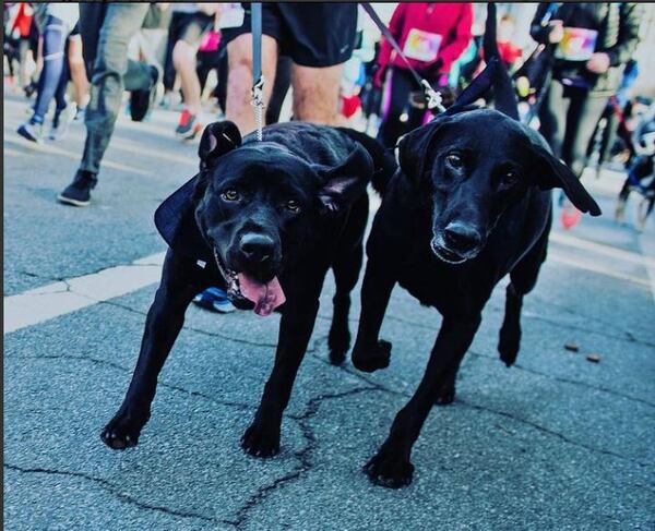 Run or walk with or without your pup in an annual fundraiser of the Decatur Bulldogs Boosters.