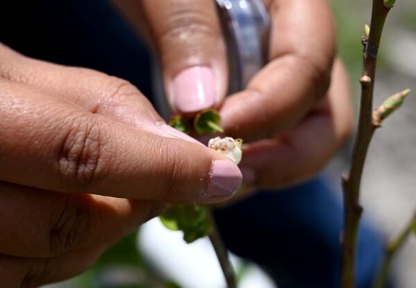 Dr. Lushan Ghimire, Berry Blue plant breeder, demonstrates controlled pollination at Berry Blue's trial plots, where the company tests and develops new proprietary berry varieties, on Tuesday, May 5, 2026, in Alma, Georgia. (Hyosub Shin/AJC)