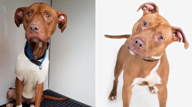 In March (left), Flower Button was skin and bones when she was found abandoned in the woods. Now, she is 20 pounds heavier and ready to be adopted (right).