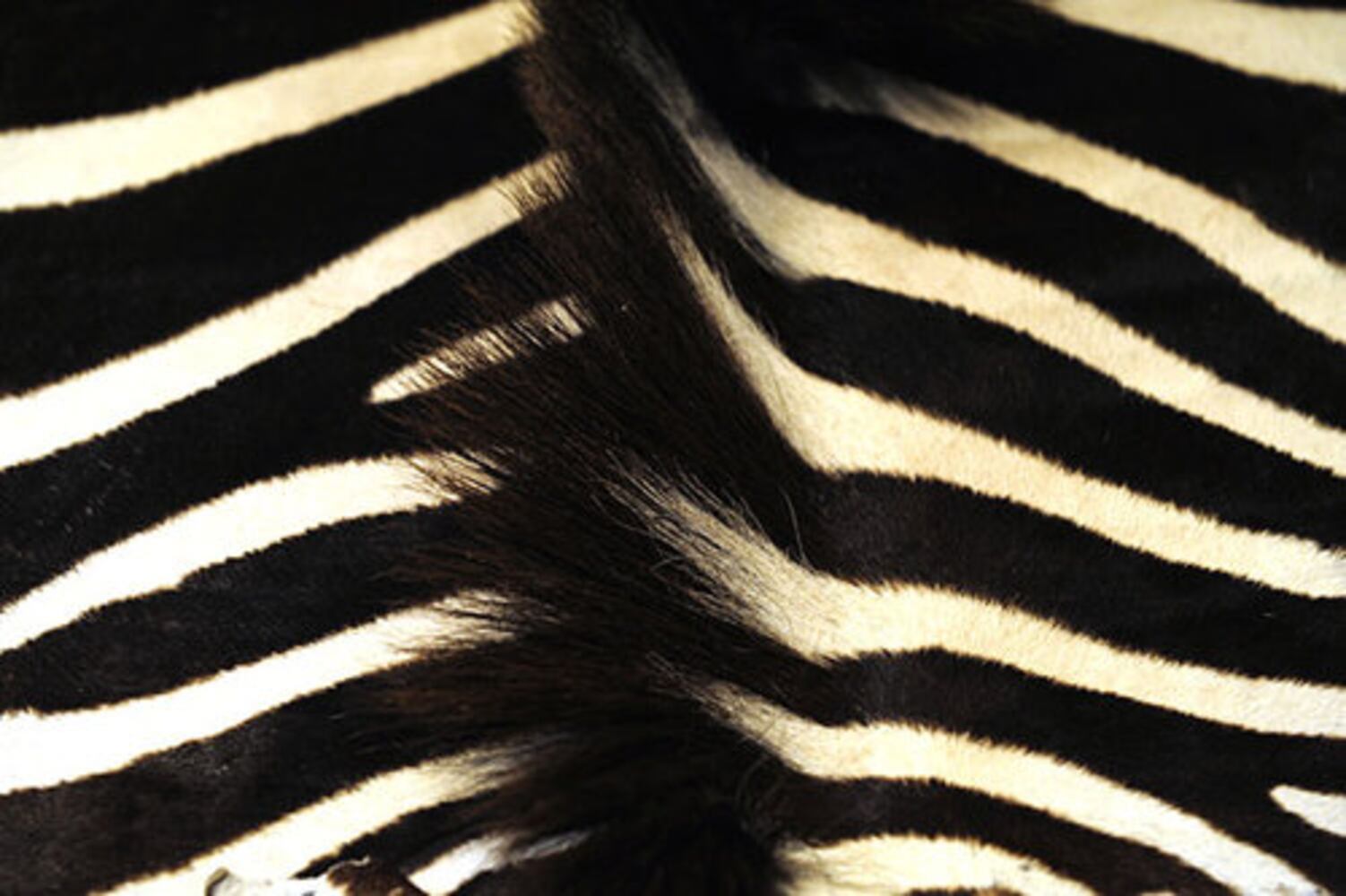 Kenny Rogers' flair for the exotic