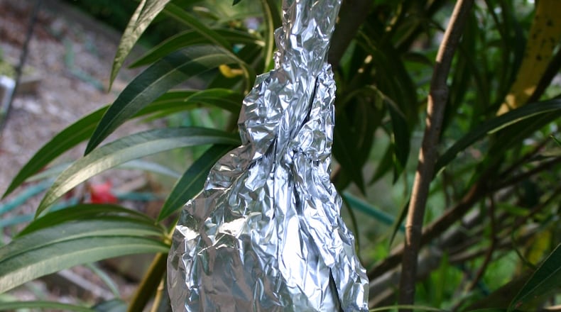 Almost any shrub can be propagated by air layering. The lump of sphagnum moss on this oleander has been covered with aluminum foil to keep it dark inside. (Walter Reeves for The Atlanta Journal-Constitution)