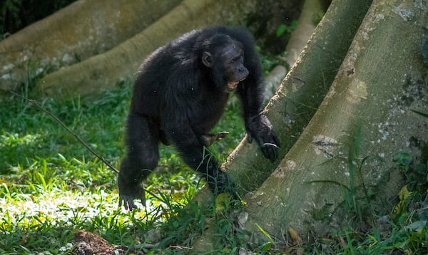 In this photo provided by researchers, a wild male chimpanzee drums on a buttress tree while producing a pant-hoot call as he joins his groupmates in the Budongo Forest of Uganda in May 2017. (Adrian Soldati via AP)