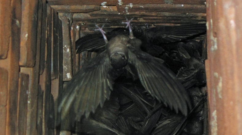 Chimney swifts roost together at night by the hundreds or the thousands in chimneys like this during fall migration. GREG SCHECHTER/CREATIVE COMMONS