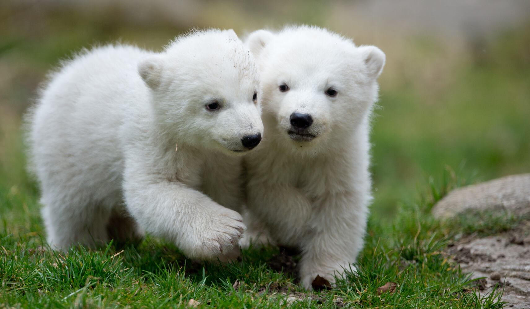 Baby zoo animals, March 2014
