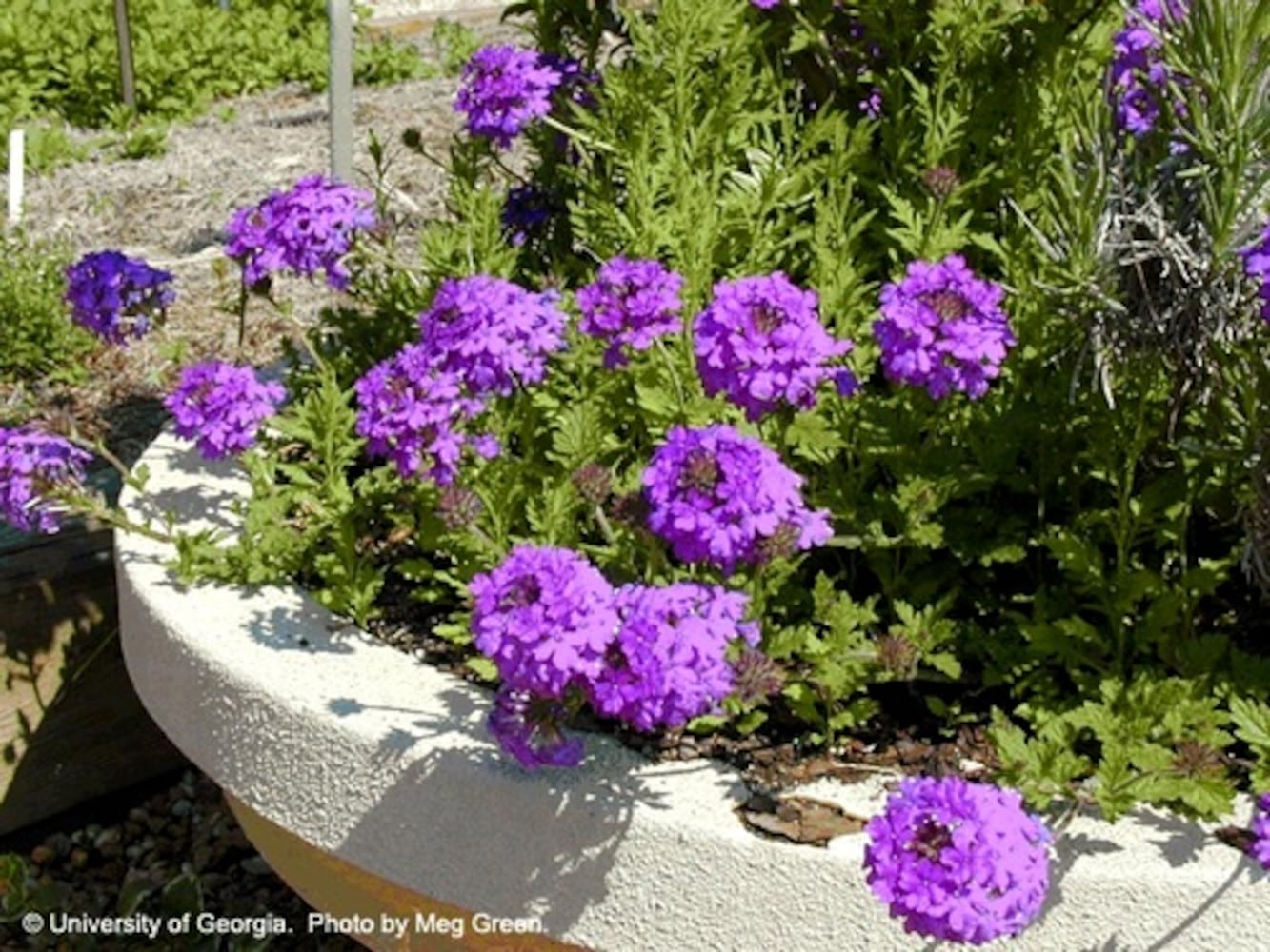 Drought-tolerant plants for Atlanta gardens