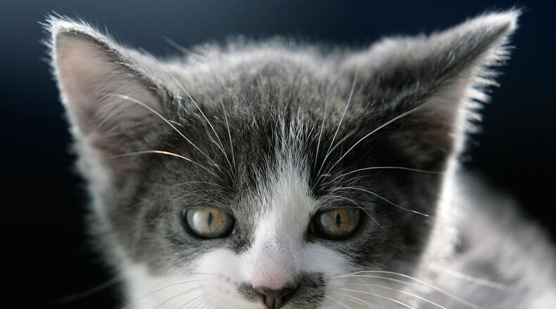 A New York fragrance company unveiled a new perfume called Kitten Fur, which they claim smells just like a kitten behind its ear.