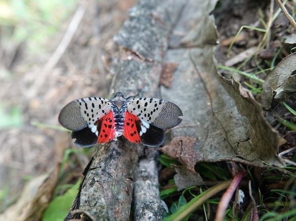 An invasive spotted lanternfly. Sorry, lil guys, you can't stay here. 