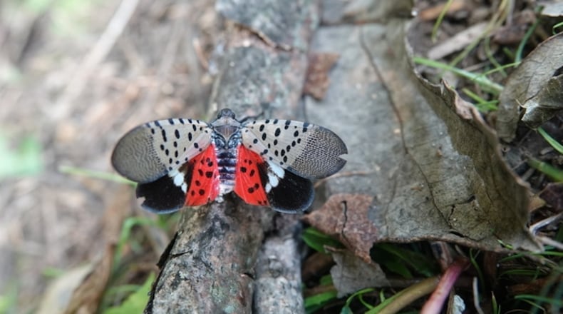 An invasive spotted lanternfly is shown in a file image.