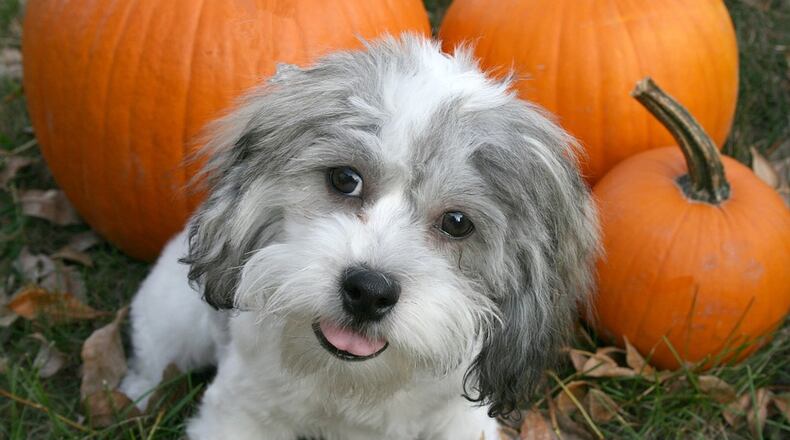 Gwinnett Animal Welfare and Enforcement is waiving all fees on adoptions through Oct. 20 in celebration of Adopt-a-Dog Month. In addition, staff will offer trick-or-treat refreshments for visitors and Halloween candy for children Oct. 25 through Halloween. Courtesy Gwinnett Animal Welfare and Enforcement