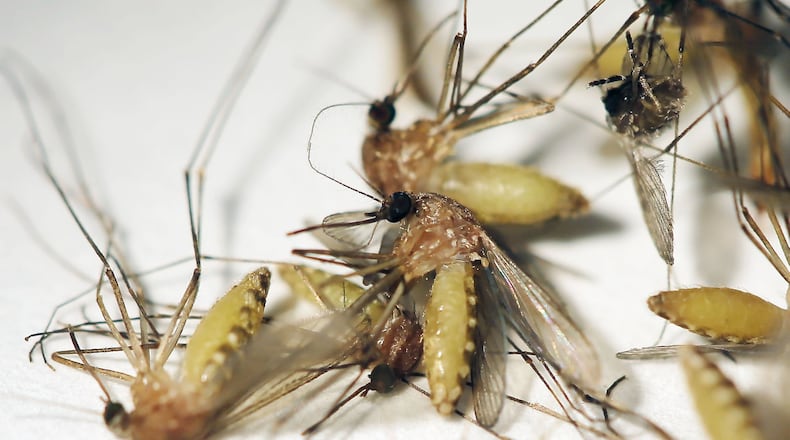 Live mosquitoes are shown after they were chilled for sorting at the DeKalb County Health Department’s Division of Environmental Health in 2018. They are the type that can carry the West Nile virus. BOB ANDRES /BANDRES@AJC.COM