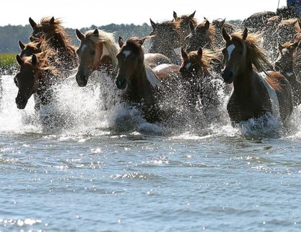 Not to brag but I've been to Chincoteague and the ponies really are THAT majestic. 