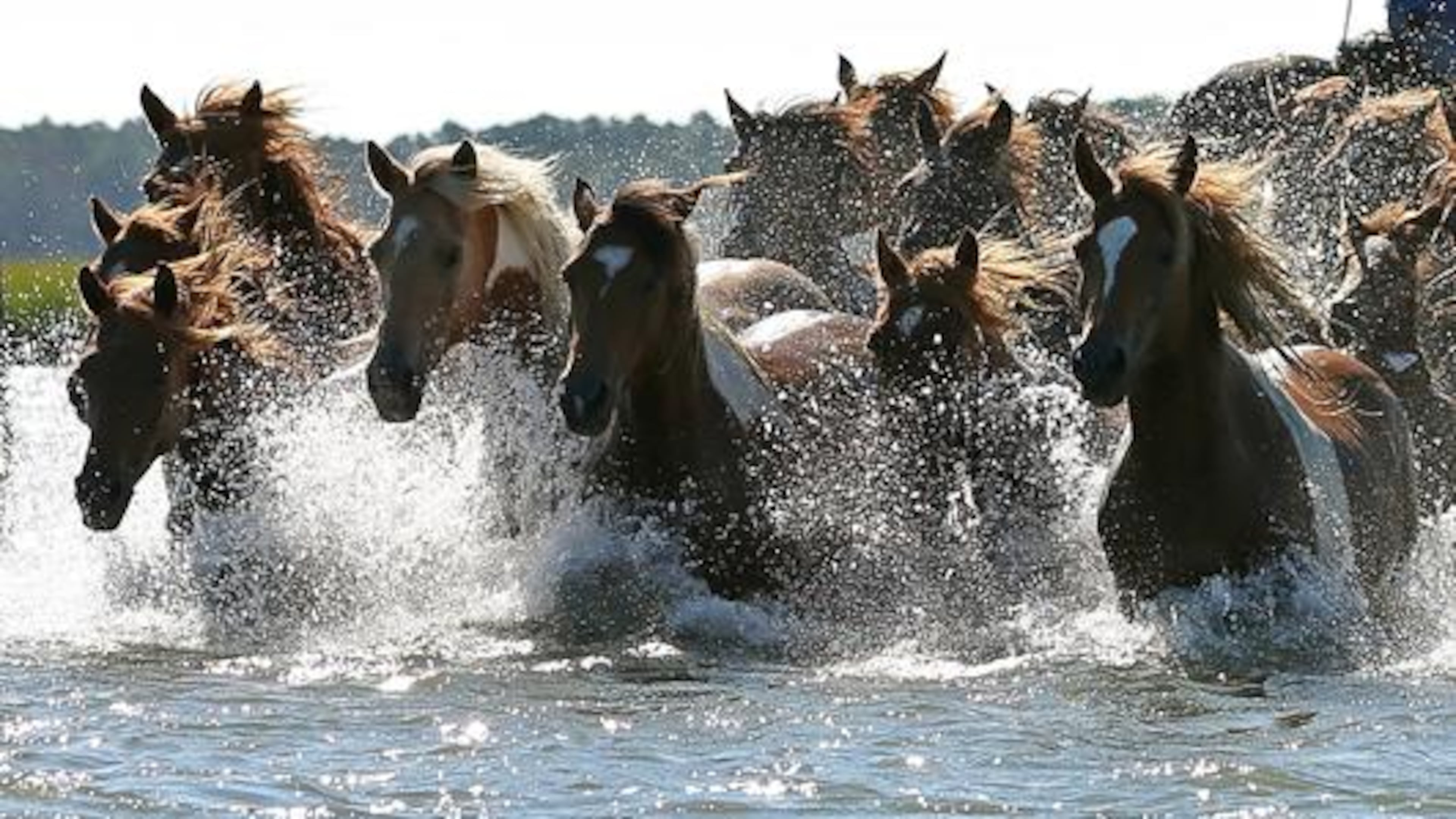 Ponies swim across a channel at the Chincoteague Island Pony Swim. (Chincoteague Chamber of Commerce)