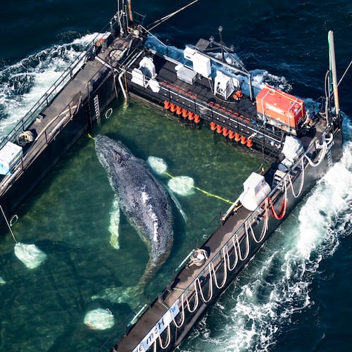 The humpback whale recovered from a shallow bay off Wismar is being transported towards the North Sea in a flooded cargo ship just before the Danish border in Fehmarn, Germany, Wednesday, April 29, 2026. (Philip Dulian/dpa via AP)