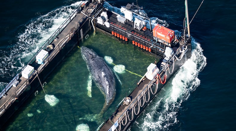 The humpback whale recovered from a shallow bay off Wismar is being transported towards the North Sea in a flooded cargo ship just before the Danish border in Fehmarn, Germany, Wednesday, April 29, 2026. (Philip Dulian/dpa via AP)