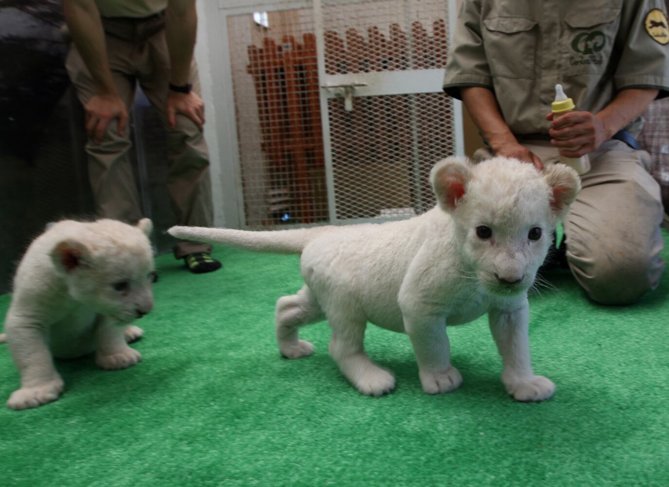 Seven Lion Cubs born At Himeji Central Park, Japan