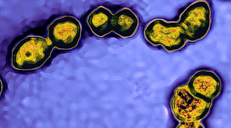 Streptococcus bacteria (Photo By BSIP/UIG Via Getty Images)