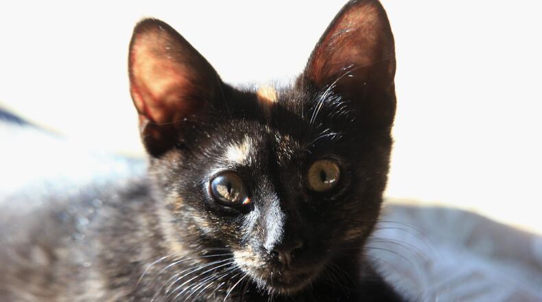 A cat stranded in the Arkansas River was saved by firefighters Thursday.