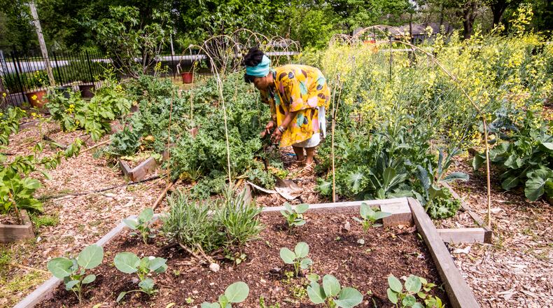 Amina Robinson, who works in customer service for Delta, tends the Habesha community garden pruning kale in the Mechanicsville neighborhood Thursday, April 9, 2020.  Amina took a training class at the garden last year.  "It really is coming into good use," she said.  "I need to get out here in the earth."  (Jenni Girtman for Atlanta Journal Constitution)