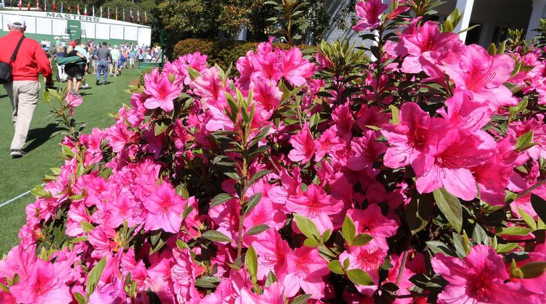 The azaleas are in full bloom by the first fairway for the Masters at Augusta National Golf Club on Sunday, April 1, 2018, in Augusta.  Curtis Compton/ccompton@ajc.com