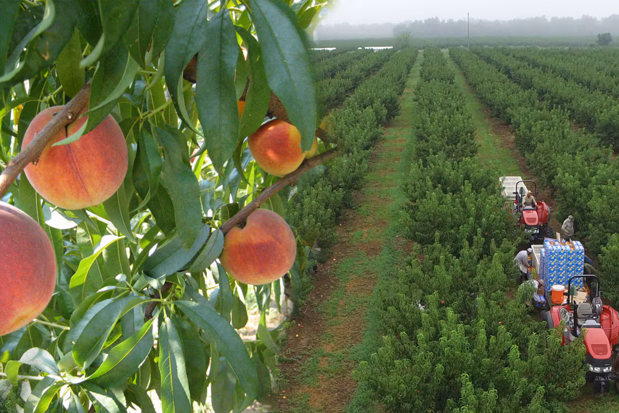 Lane Southern Orchards features 11,000 acres devoted to peach orchards and pecan groves, as well as strawberries, apples and other Georgia-grown treats. (Courtesy of Lane Southern Orchards)