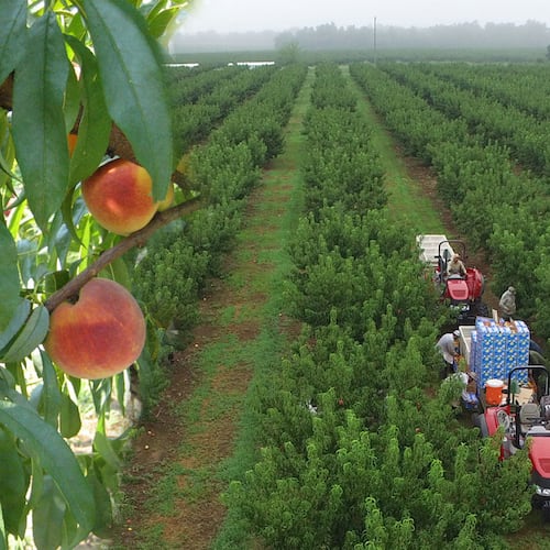 Lane Southern Orchards features 11,000 acres devoted to peach orchards and pecan groves, as well as strawberries, apples and other Georgia-grown treats. (Courtesy of Lane Southern Orchards)